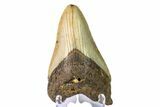 Fossil Megalodon Tooth - North Carolina #147786-1